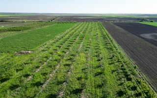 Livadă de nuci și pruni 2.4ha în Variașul Mare - Poză 22