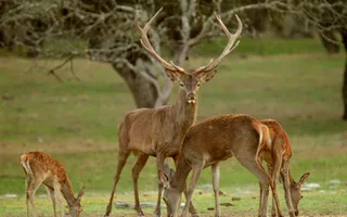 Casă cu priveliște spre pădure și 25,7 ari de teren – Hîrbovăț, r. Anenii Noi - Poză 19
