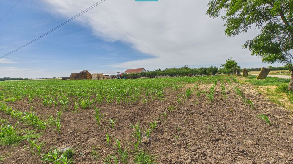 Teren extravilan 5000 mp, Arad - Poză 6