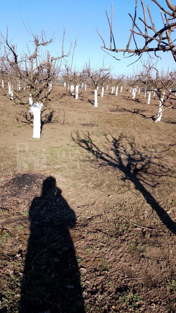 Livada+gradina, teren intravilan 2902mp, Damienesti-Bacau, comision 0 - Poză 16