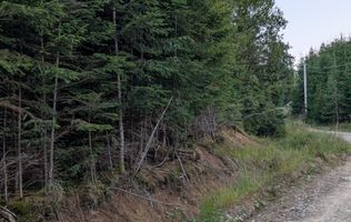 Teren 19,500 mp (1,95 Ha)-curent-ideal cabane-Colibita