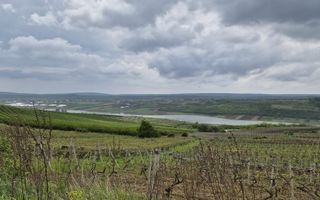 Vie Moldova - Poză 5