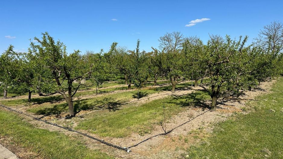 De vanzare Teren 20000MP cu sere/solarii și plantații - Poză 2