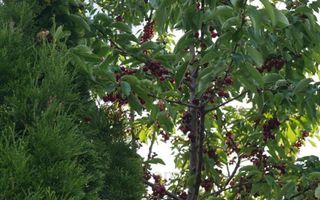 Vila Stupini pentru diverse activitati(gradinita after school),sau locuit - Poză 17