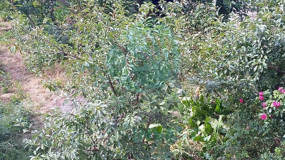 Casa cu o curte libera de 700 mp | Popesti-Leordeni - Poză 15