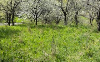 Teren 2500 mp Sohodol - Poză 11