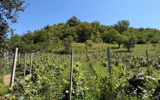 🏡 CASĂ BĂTRÂNEASCĂ DE VÂNZARE – SĂNDULENI,  💥 Comision 0% - Poză 5