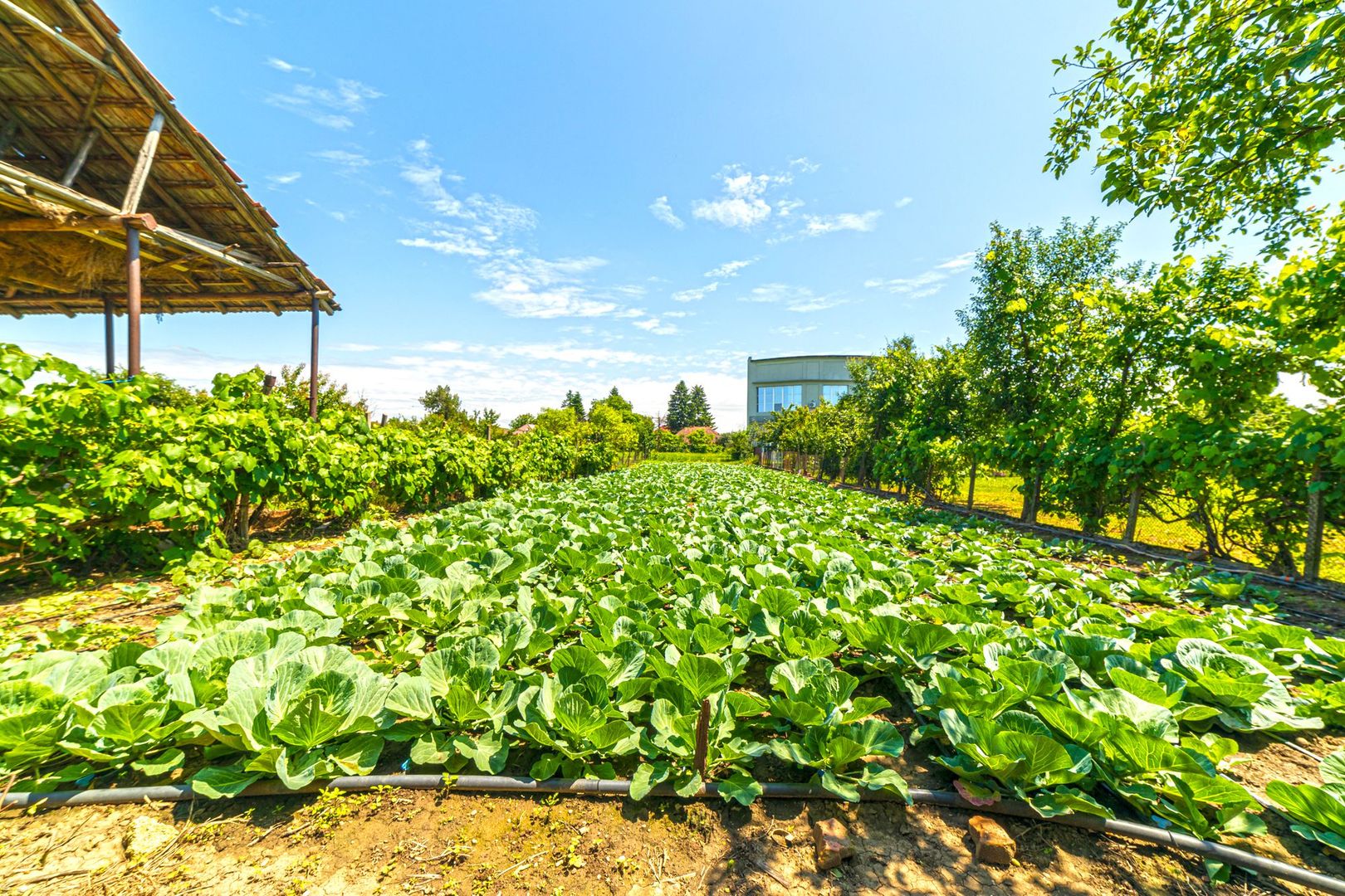 Vândută Casă cu 4 camere Pâncota - Poză 16