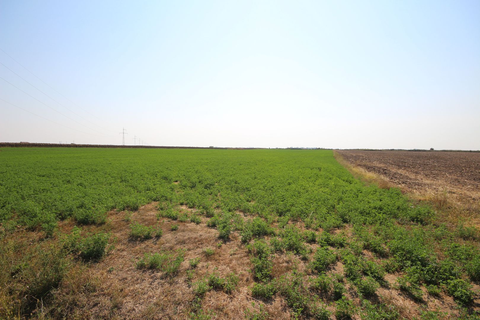 Teren arabil 3 ha - Sacalaz - Poză 4