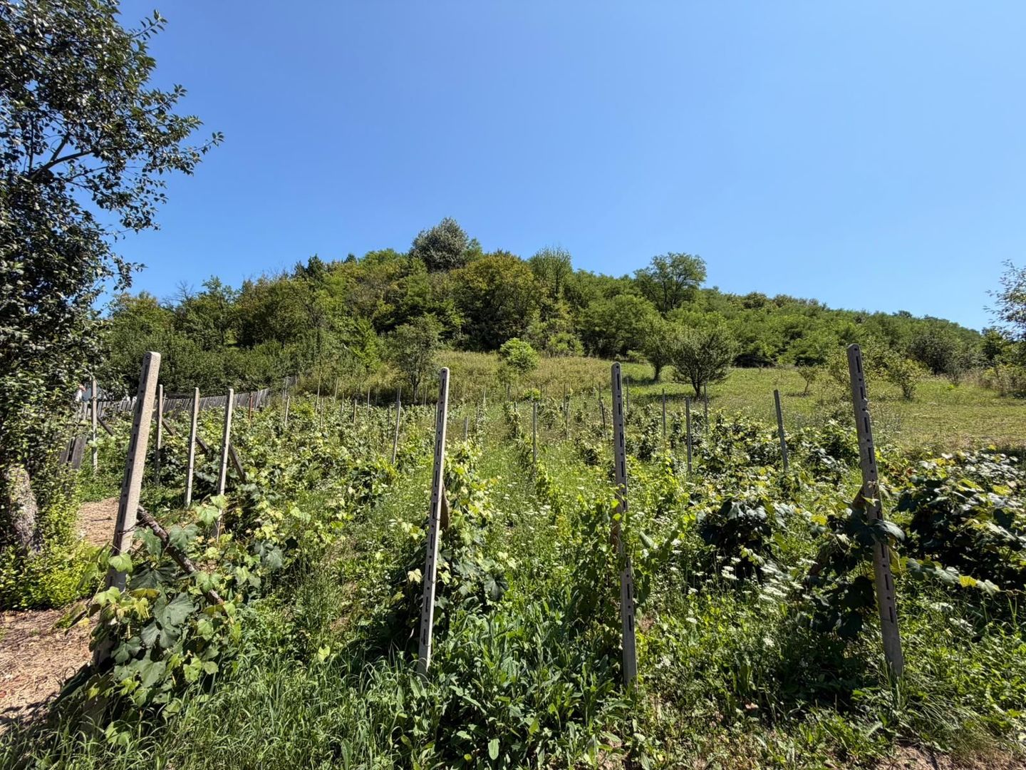 🏡 CASĂ BĂTRÂNEASCĂ DE VÂNZARE – SĂNDULENI,  💥 Comision 0% - Poză 4
