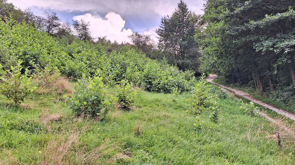 Bran-Predelut doua parcele de 2000+3000mp pret 25 euro/mp - Poză 9