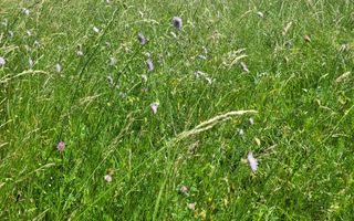 Oportunitate de Aur la Intrarea în Vurpar - Poză 1