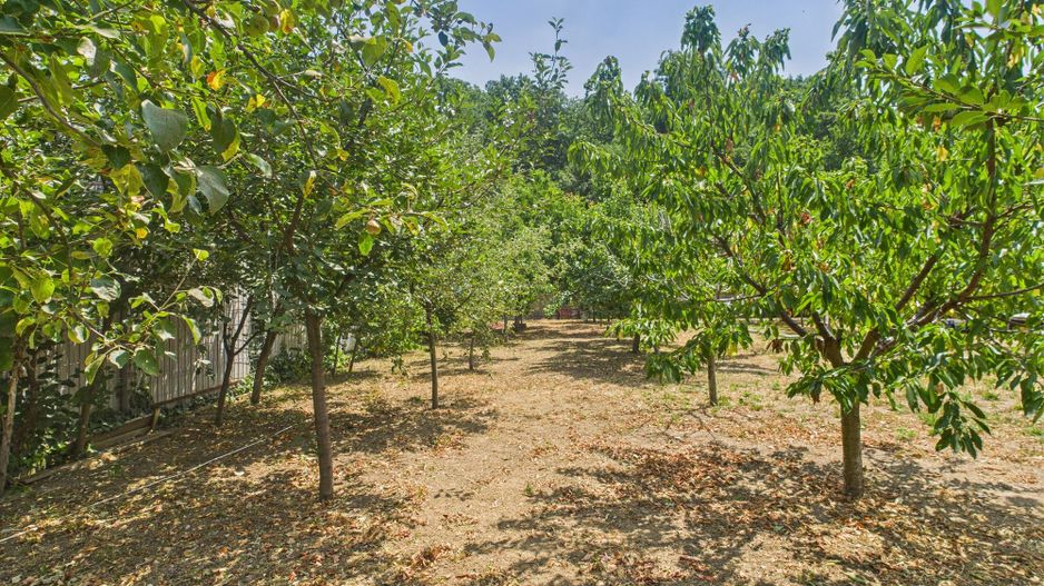 Teren edificabil 1106 mp – Dumbrăvița - Poză 7