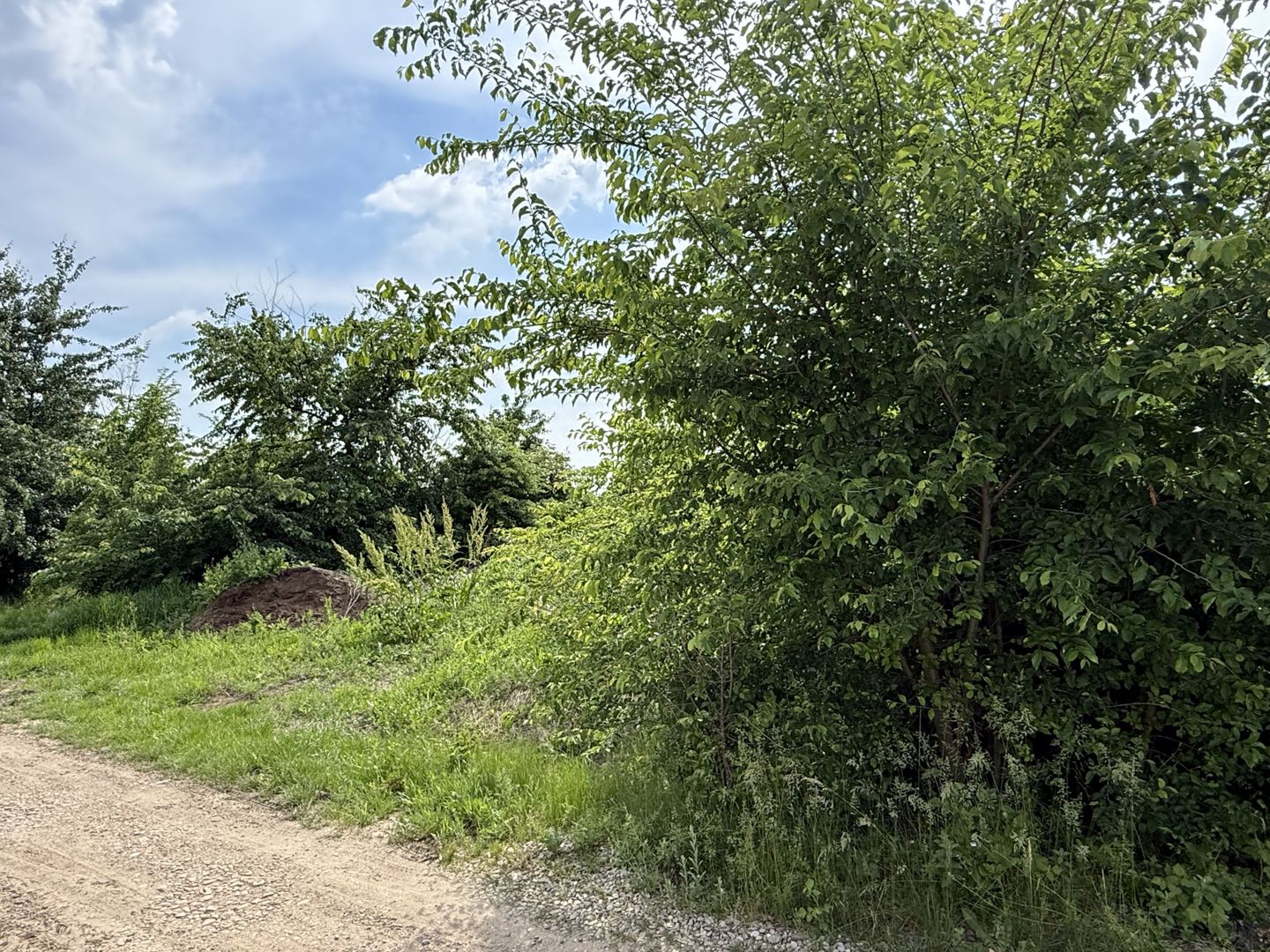 Teren intravilan 498,02 mp langa pădure , strada privata Corbeanca - Poză 15