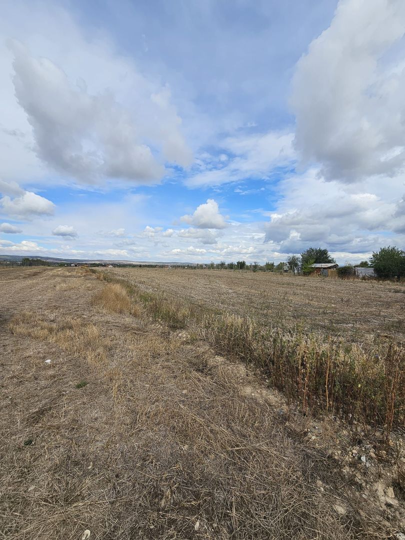 Teren Intravilan Sacadat 2000 mp - Poză 5