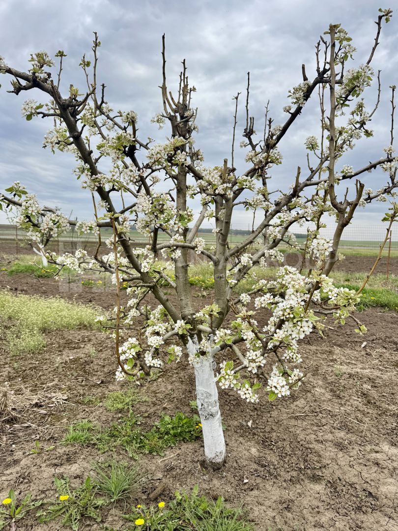 Livada+gradina, teren intravilan 2902mp, Damienesti-Bacau, comision 0 - Poză 5