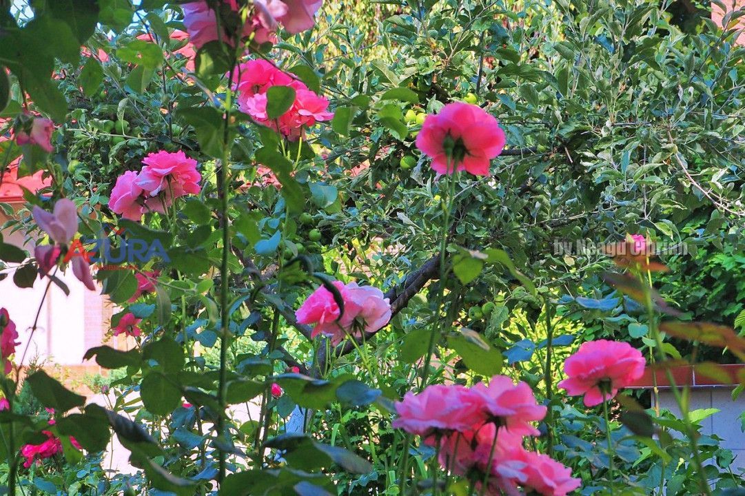 AZURA Imobiliare Pitesti - Casa Gavana Pozitie Excelenta - Poză 75