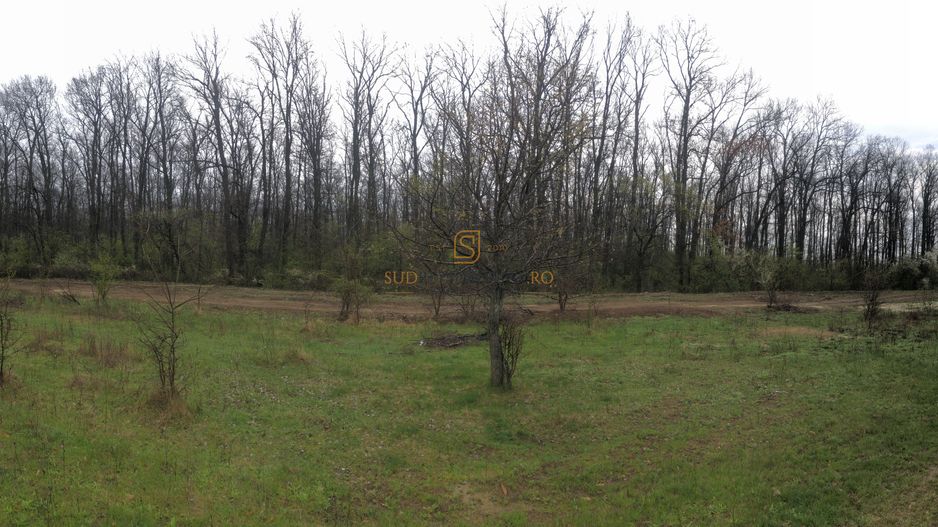 Teren de vânzare 10.028 mp – Mogoșoaia, lângă Pădurea Motoc - Poză 9