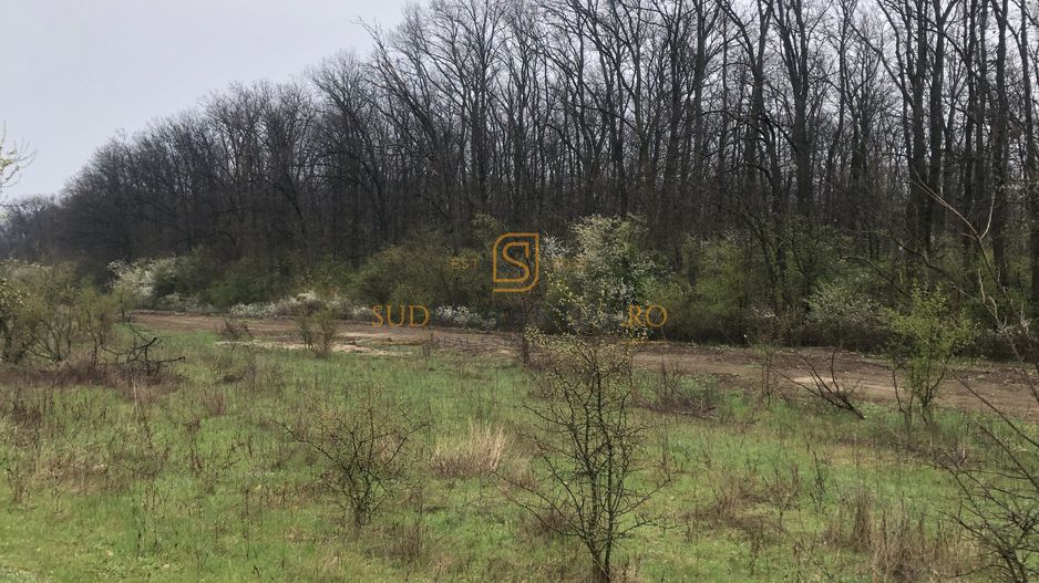 Teren de vânzare 10.028 mp – Mogoșoaia, lângă Pădurea Motoc - Poză 6