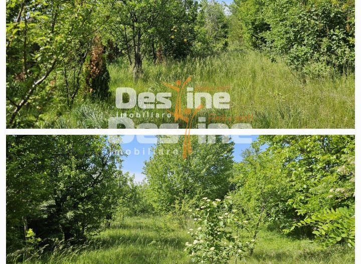 Tomesti-Chicerea, teren intravilan  3523 mp - Poză 1