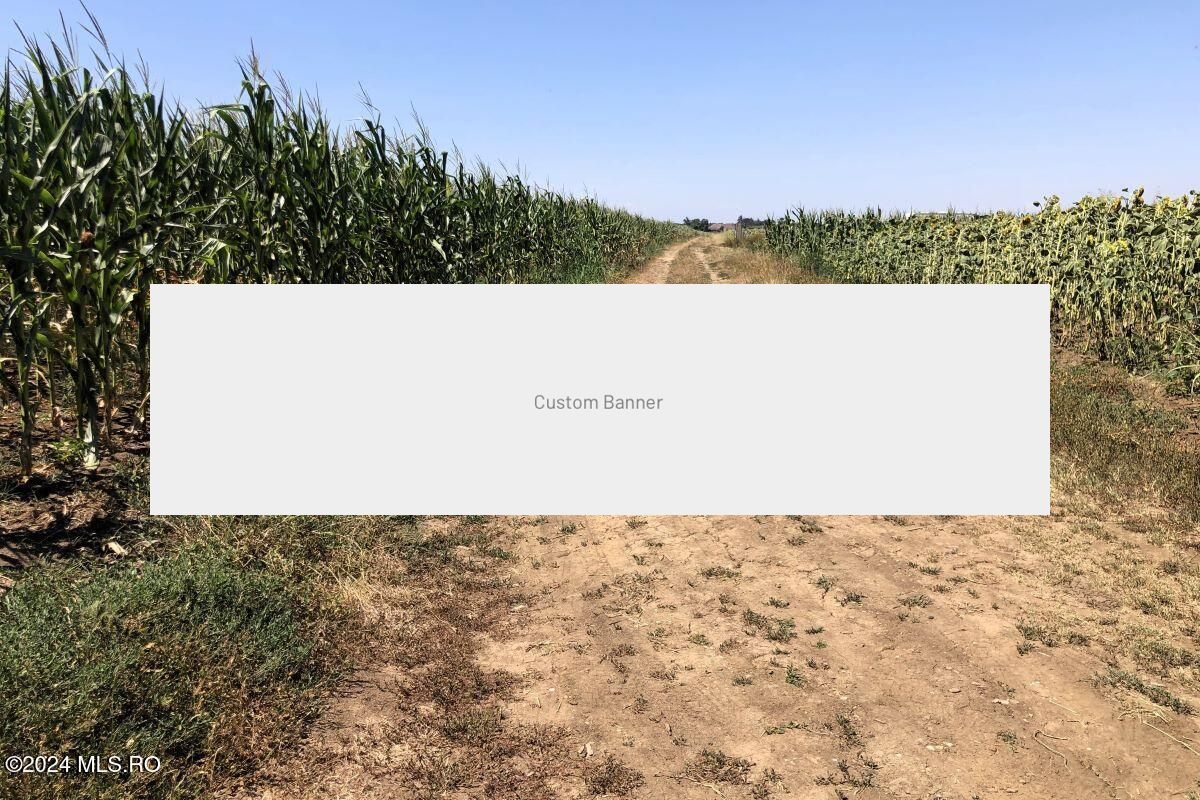 Moara Vlasiei - langa Padurea Biglaru, 11.884 mp, deschidere 40 ml - Poză 8