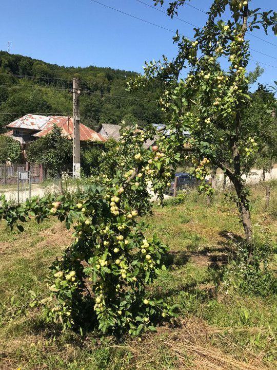 Vanzare teren intravilan cu utilitati trase, Babana - Poză 6