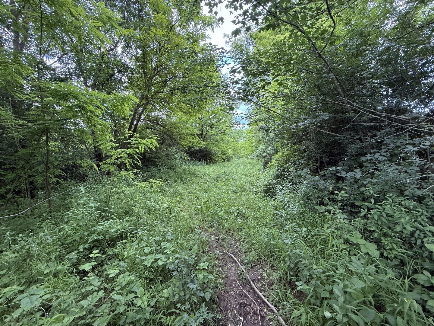 Teren plat-intravilan -3800 mp, cu pădurice și ieșire la râu! - Poză 19