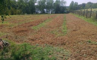 Teren intravilan | Langa lac si padure | Ciolpani - Poză 1