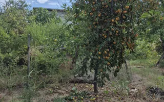 Casa + teren 1.065 mp | Domnesti – Zona Toamnei | Deschidere 20 ml - Poză 11
