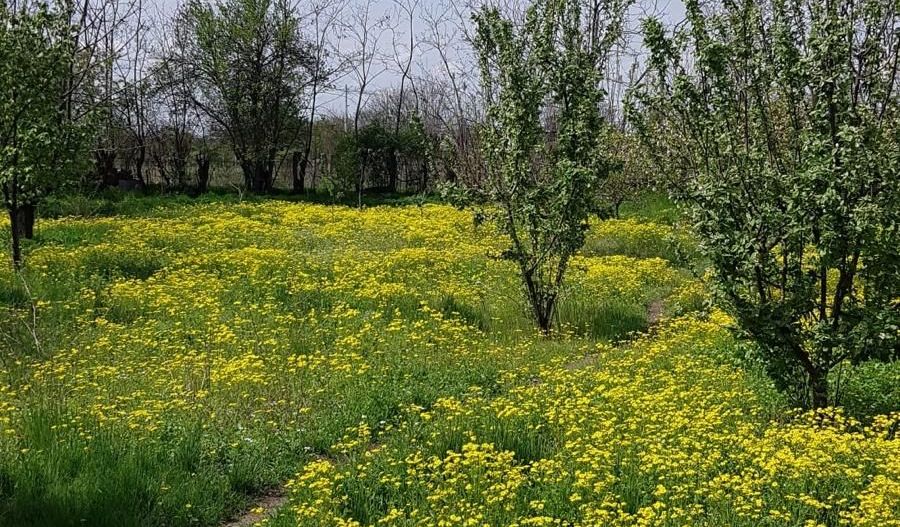 Teren 2.600 mp, utilități, Str. Merișor – Giurgiu - Poză 3