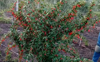 Teren intravilan cu PLANTATIE DE GOJII de vanzare in Racari - Poză 21