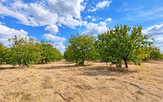 LIVADĂ DE NUCI – 24,5 HA | ȚÎNȚĂRENI, ANENII NOI - Poză 6