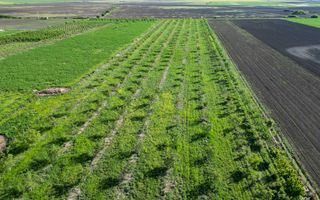 Livadă de nuci și pruni 2.4ha în Variașul Mare - Poză 24