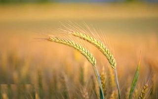 Investiție Agricolă Operațională, Fermă Completă de 730 ha în Nord-Est - Poză 3