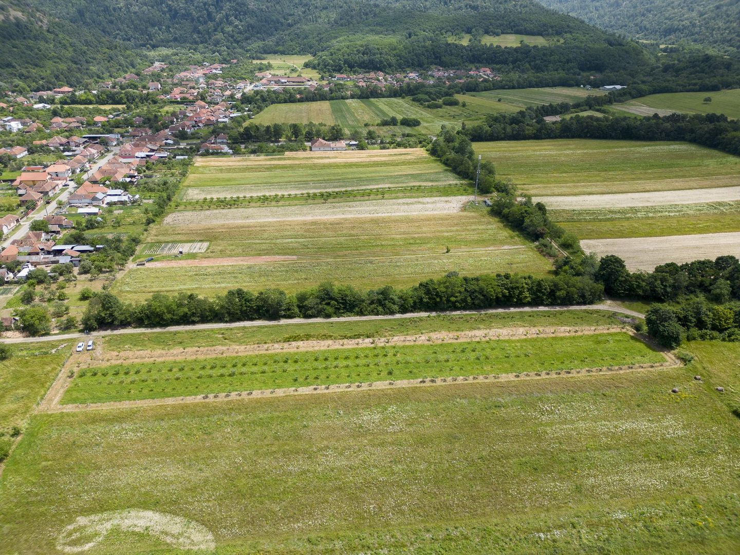 Livadă pe rod cu pomi fructiferi 4780mp la Dezna - Poză 14