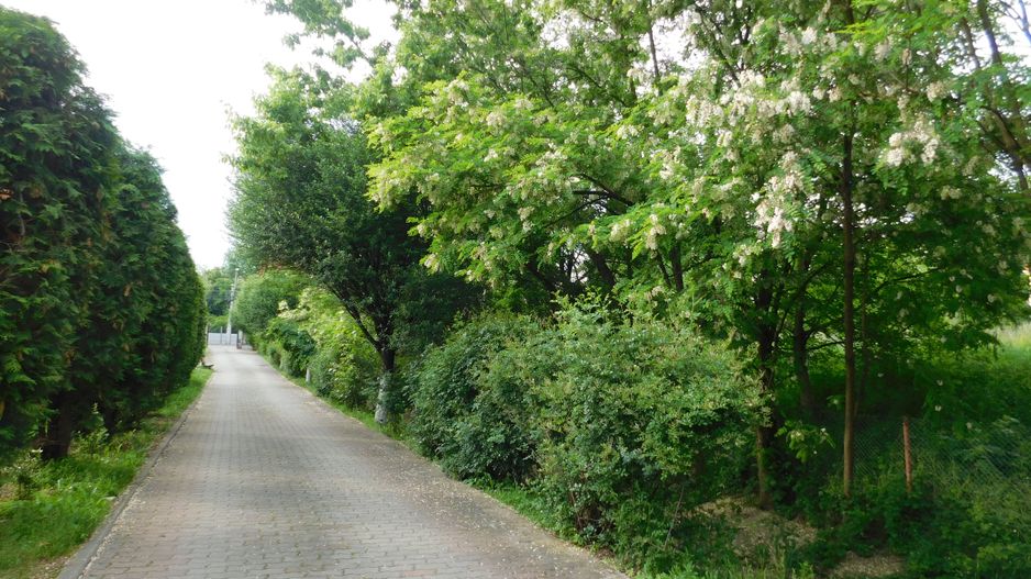 Vilă cu 1.350 mp teren în mijlocul orașului Grădina Botanică - Poză 21