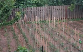Casă spațioasă de vânzare, 220 mp, teren 700 mp, Horpaz – ideală pentru două familii - Poză 6
