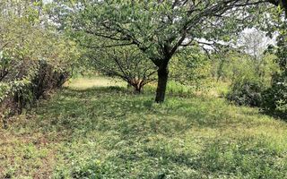 Casa 3 camere + Anexe, garaj, teren 2500 m2, an 1974, CT, Magurele, PH - Poză 8