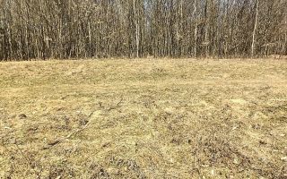 Teren forestier de vânzare, 1 ha, județul Neamț, comunele Rediu Borlești, OS Tazlău - Poză 7