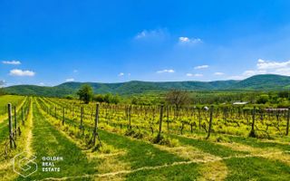 1,35 hectare vie pe rod (Cabernet si Merlot), Siria - Poză 4