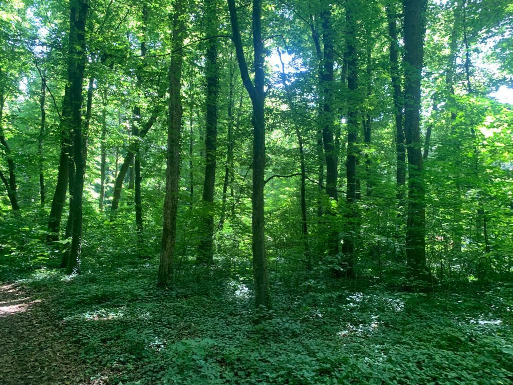 46644 mp teren in Padurea Baneasa proiect exclusivist - Poză 12