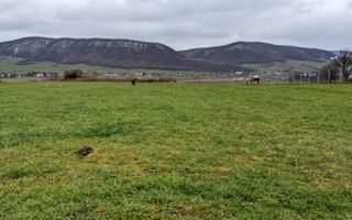 Teren intravilan | 582mp | Crainimăt - Poză 4