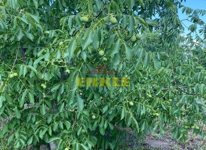 De vânzare livada cu nuci - Poză 5