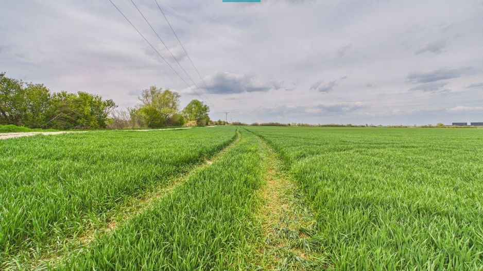 Teren extravilan 19.900 mp – Giroc centură - Poză 3