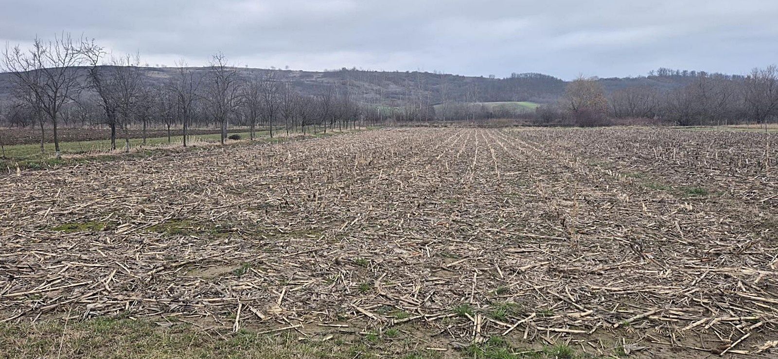 Casa cu teren 4000 mp in Bogei, Bihor - Poză 7