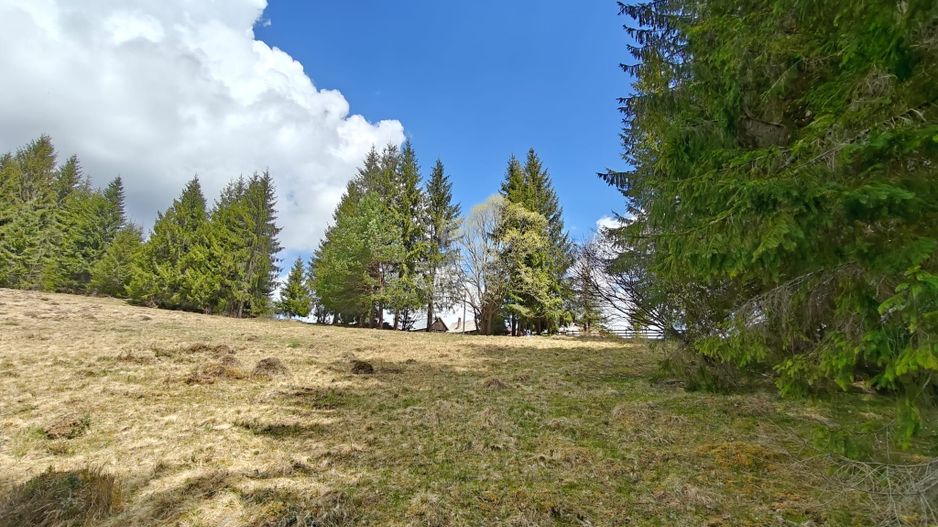 Teren intravilan, 1500 mp, Dealu Botii, com Belis, Comision 0 - Poză 3