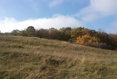 teren extravilan Secuieni judet Bacau - Poză 6