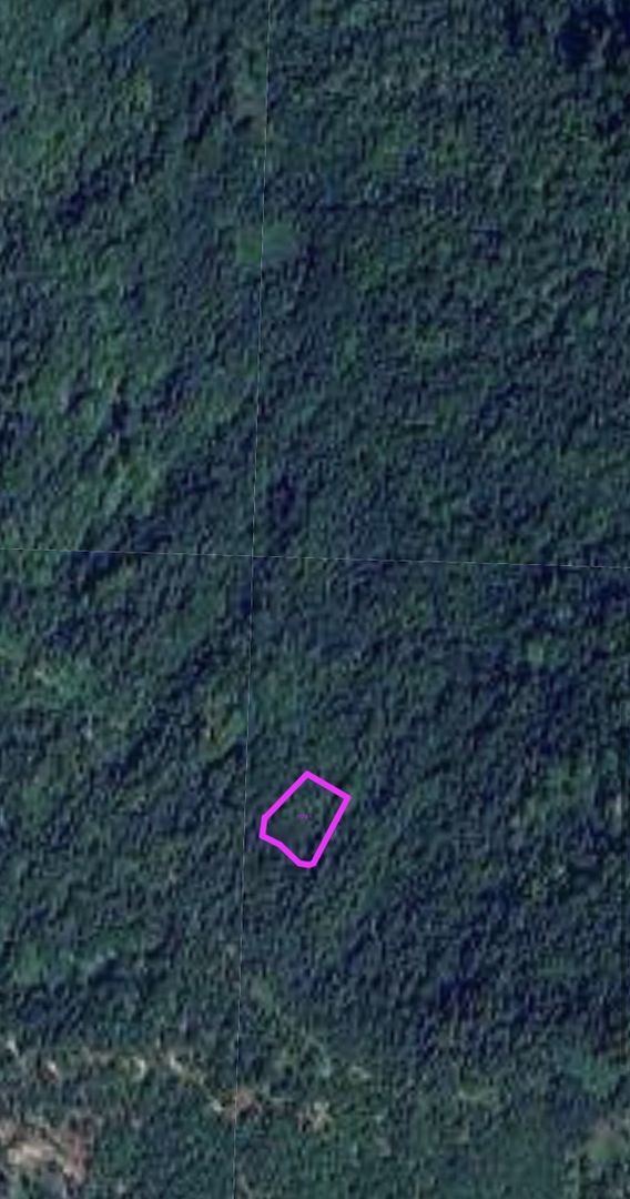 Teren pădure 64000 mp Pietroasa spre Boga - Poză 4