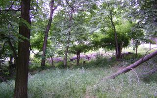 Teren de vanzare Cornu 3074 mp - Poză 3