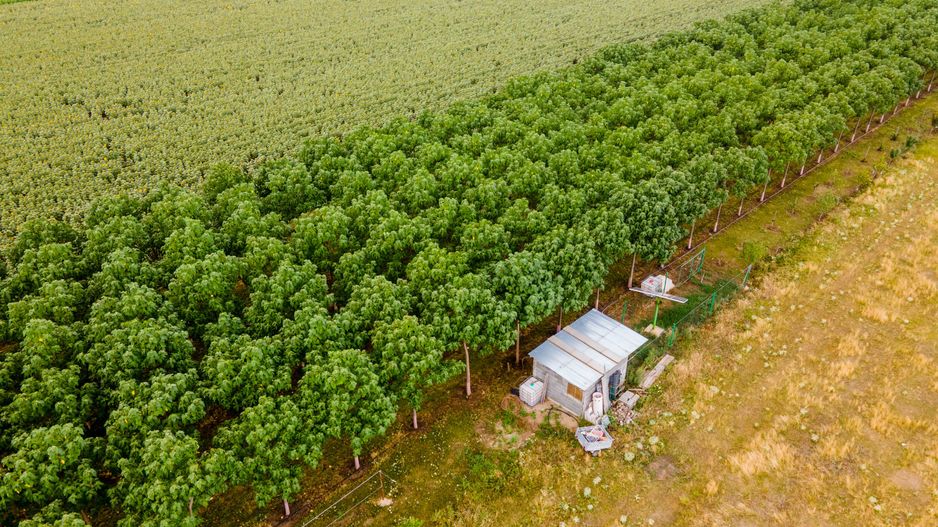 Teren cu plantație de arbori Paulownia, 1.25 ha - Poză 2